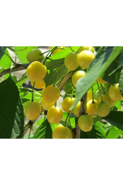 Prunus avium Emperor`s Dreams